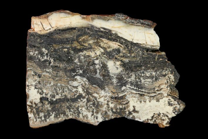Rare North Pole Dome Stromatolite Slice - Billion Years #150683